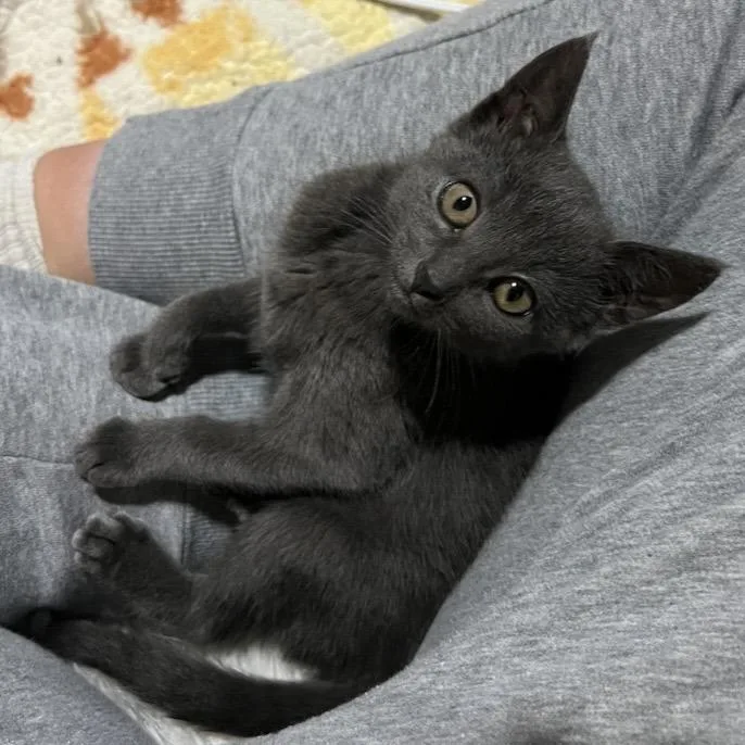 A baby small-sized male Gray / Blue / Silver Domestic Short Hair cat named Rocky for adoption in Temecula, CA