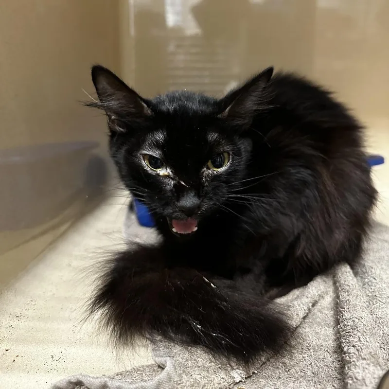 A young medium-sized female Black Domestic Medium Hair cat named Gidget for adoption in Blue Ridge, GA