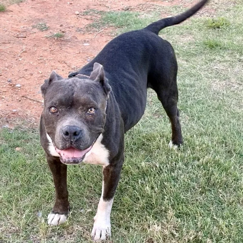 A senior medium-sized female Gray / Blue / Silver Pit Bull Terrier dog named Hope for adoption in Pelham, NH