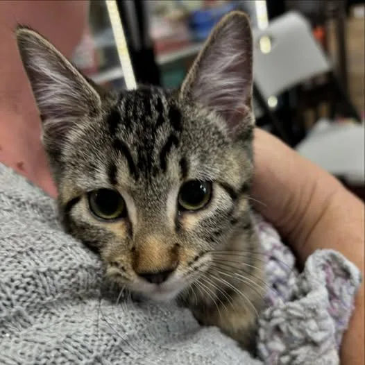 A baby medium-sized female Tabby (Gray / Blue / Silver) Tabby cat named Barbara for adoption in Omaha, NE