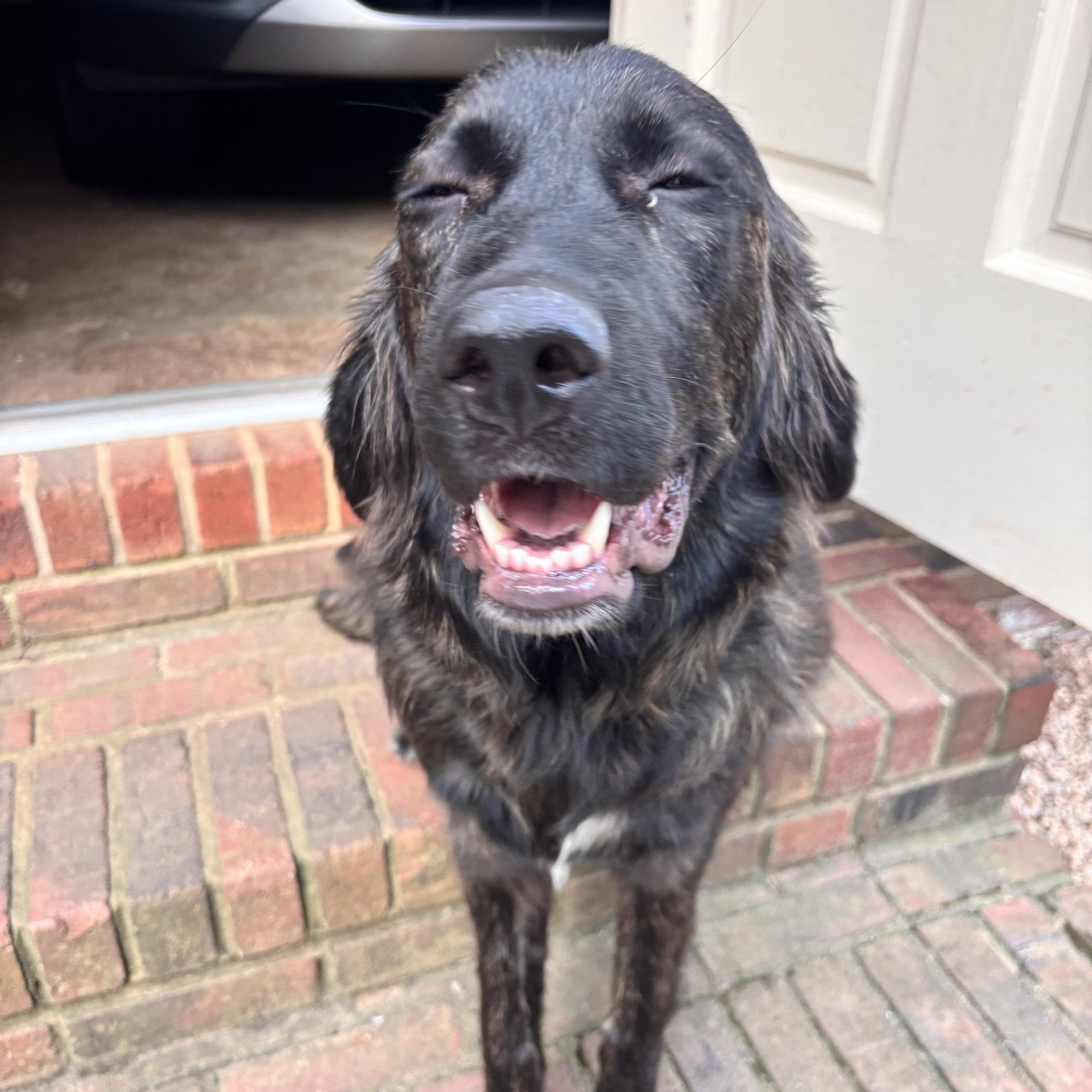 A young large-sized female Great Pyrenees dog named Poundcake for adoption in Charlotte, NC