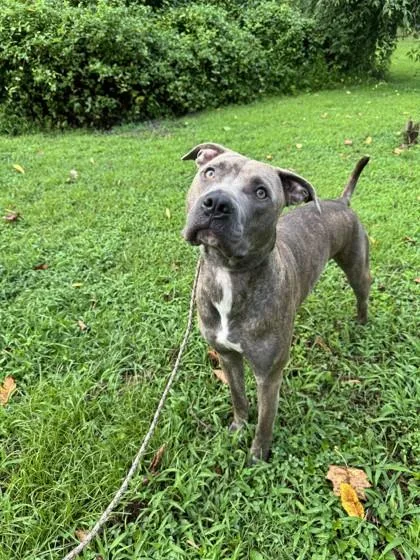 An adult large-sized male Mixed Breed dog named Cpt. Morgan for adoption in Fallston, MD