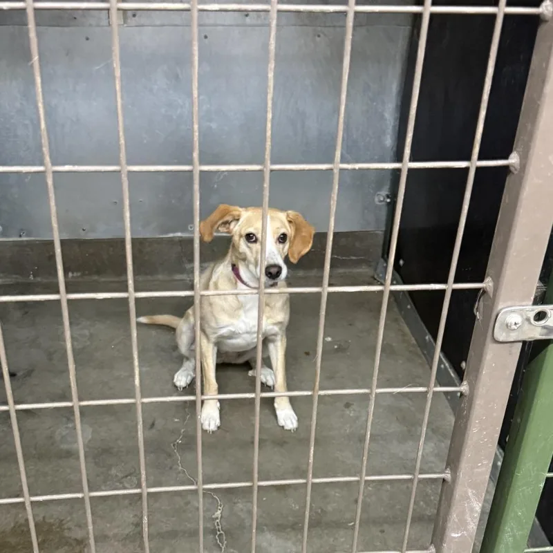 An adult medium-sized female Apricot / Beige Yellow Labrador Retriever dog named Daphne for adoption in Carlin, NV