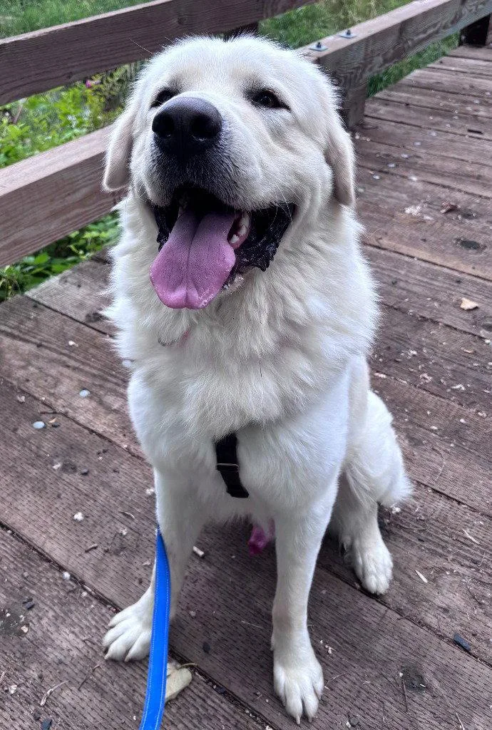 An adult large-sized male Great Pyrenees dog named Steve for adoption in St. Helens, OR