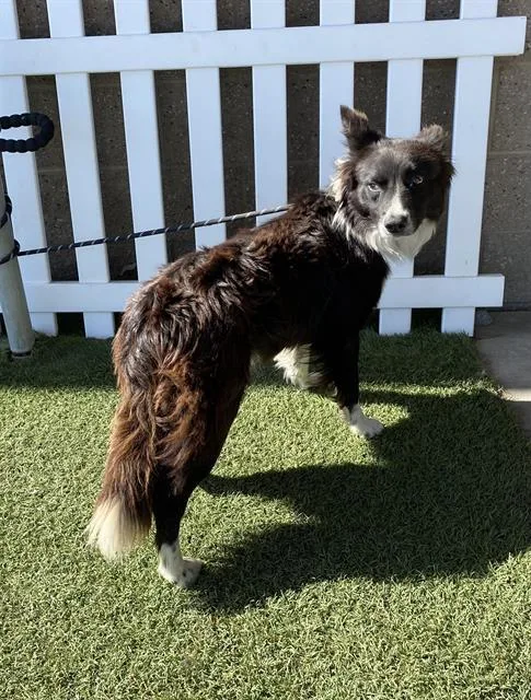 A young medium-sized male Border Collie dog named A for adoption in Modesto, CA