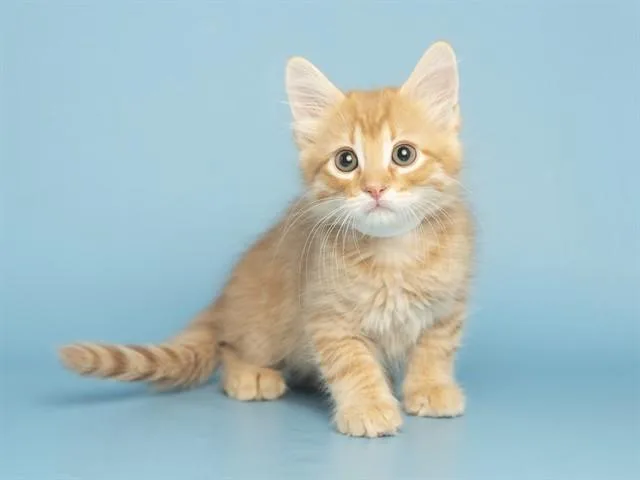 A baby small-sized male Domestic Long Hair cat named Sardines for adoption in Phoenix, AZ