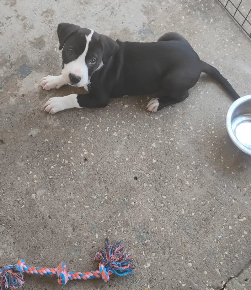 A baby medium-sized female Black Labrador Retriever dog named Aniya for adoption in Winter haven, FL