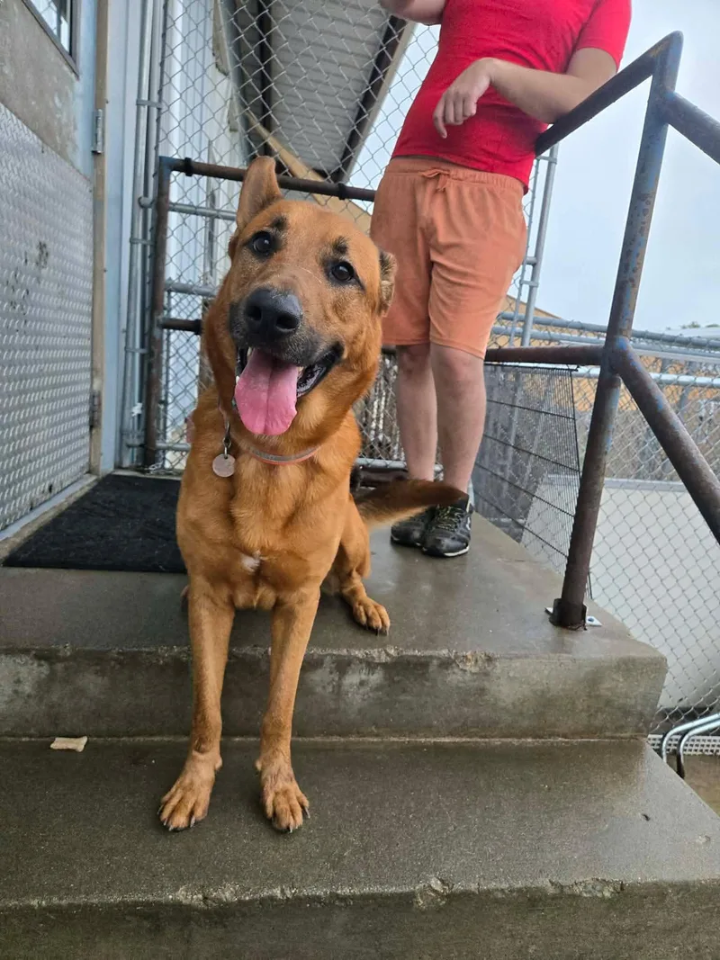 An adult large-sized male Golden Shepherd dog named Peter for adoption in La Salle, IL