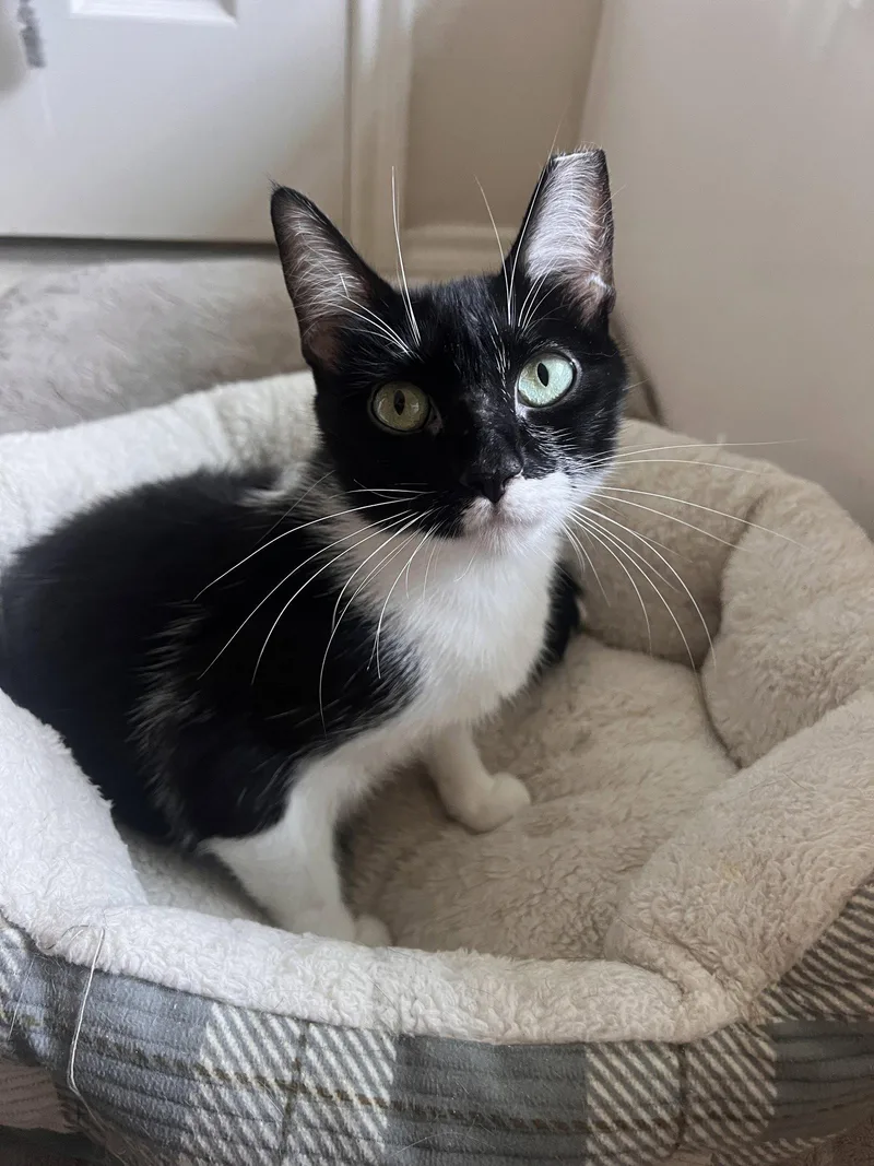 A young medium-sized female Black & White / Tuxedo Domestic Short Hair cat named Daisy for adoption in Irving, TX