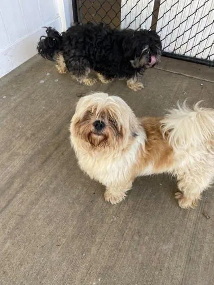 An adult small-sized male Mixed Breed dog named Cassian for adoption in Munster, IN