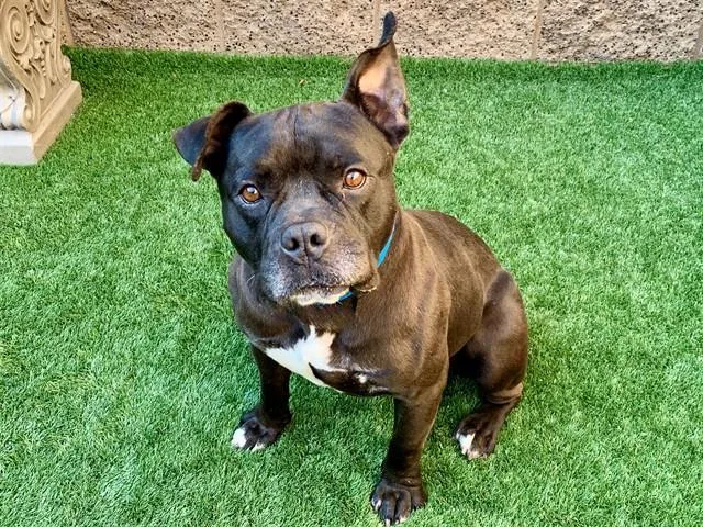 An adult medium-sized male Black Staffordshire Bull Terrier dog named Save Me Please! Jabbar for adoption in San Marcos, CA