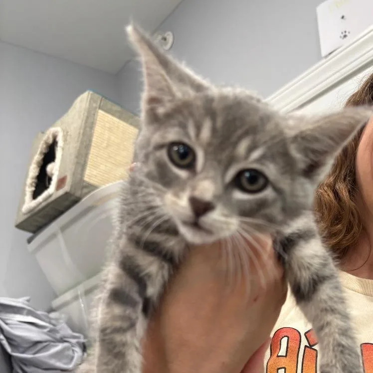 A baby small-sized female Gray / Blue / Silver Domestic Short Hair cat named Lisa for adoption in Fairmont, WV