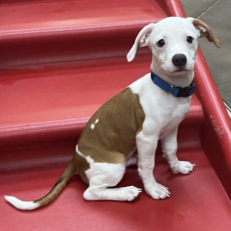 A baby small-sized male White / Cream Pit Bull Terrier dog named Thackery Binx for adoption in Las Vegas, NV