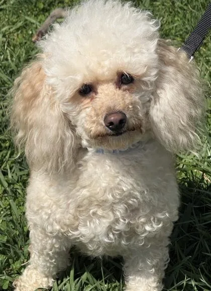 An adult small-sized male Bichon Frise dog named Dwight for adoption in Malvern, PA