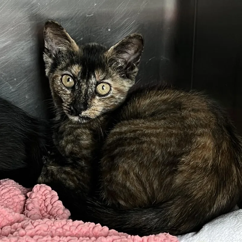 A baby small-sized female Torbie Domestic Short Hair cat named Heart for adoption in Matteson, IL