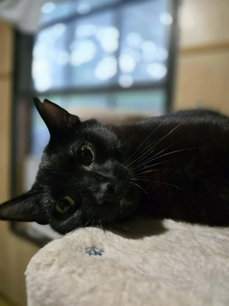 A young medium-sized female Black Domestic Short Hair cat named Shadow for adoption in Conway, SC