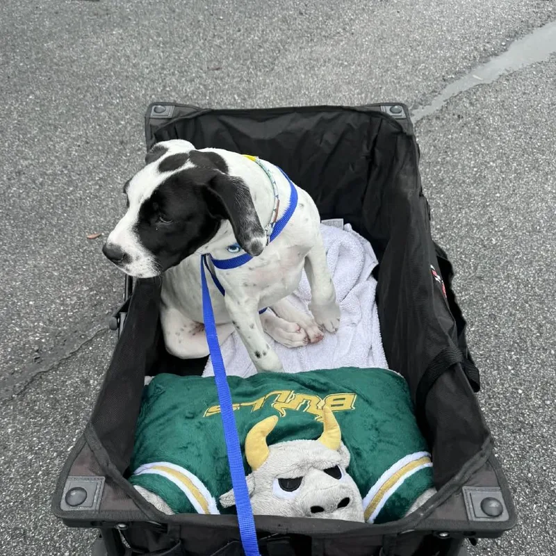 A baby medium-sized male White / Cream Boxer dog named Croc for adoption in Tampa, FL