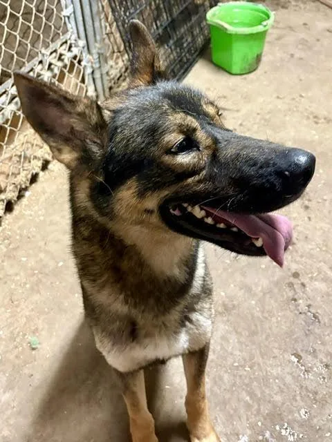 An adult medium-sized male German Shepherd Dog dog named Simon for adoption in Winthrop, MA