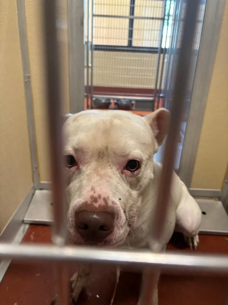 An adult medium-sized male Mixed Breed dog named Viper for adoption in Douglasville, GA