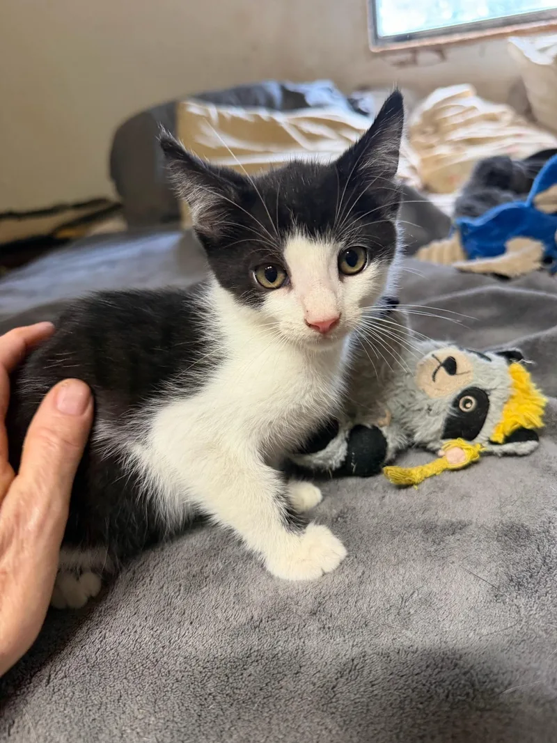 A baby medium-sized male American Shorthair cat named Otis for adoption in Calera, AL