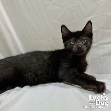 A baby medium-sized male Black Domestic Short Hair cat named Donnie for adoption in Washington, DC