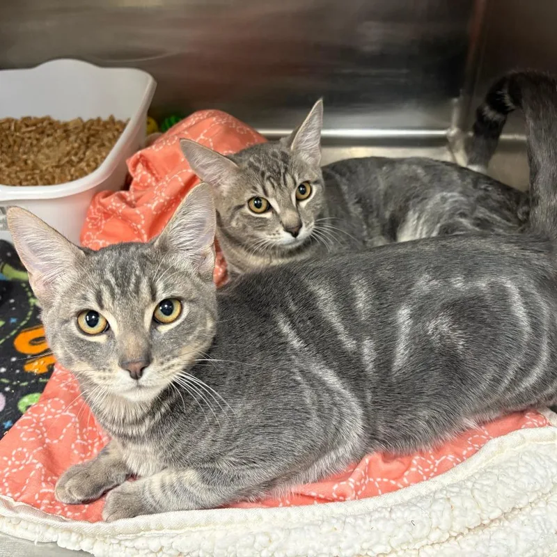 A baby medium-sized female Gray / Blue / Silver Domestic Short Hair cat named Mrs. Picklesworth for adoption in Pullman, WA