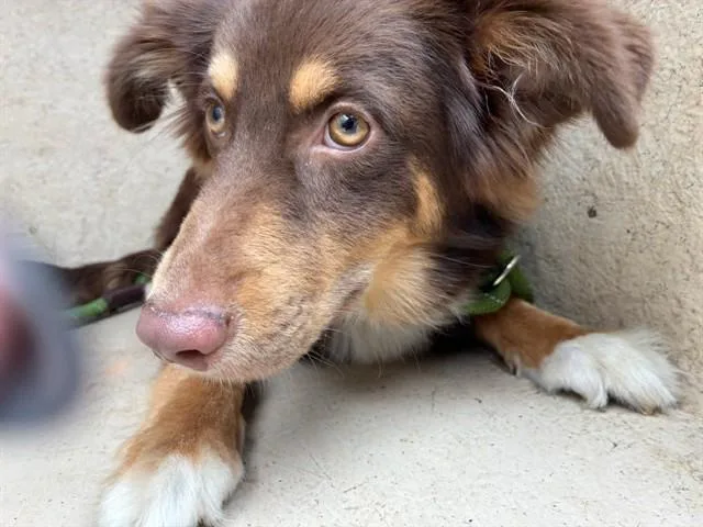 A young medium-sized male Australian Shepherd dog named A for adoption in Oklahoma City, OK