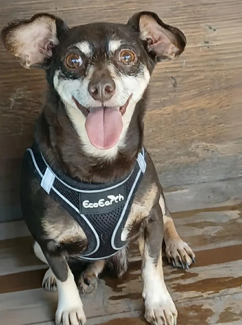 An adult small-sized male Chihuahua dog named Max for adoption in Ceres, VA