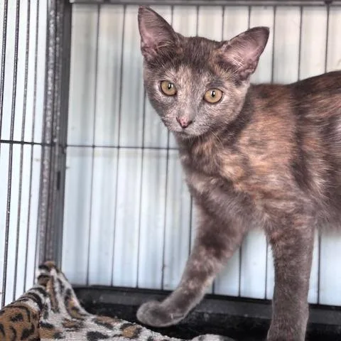 A baby medium-sized female Domestic Short Hair cat named Missy for adoption in Fort Smith, AR