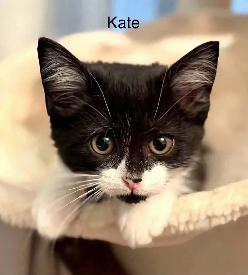 A baby medium-sized female Black & White / Tuxedo Domestic Short Hair cat named Kate and Claire for adoption in Wyandotte, MI