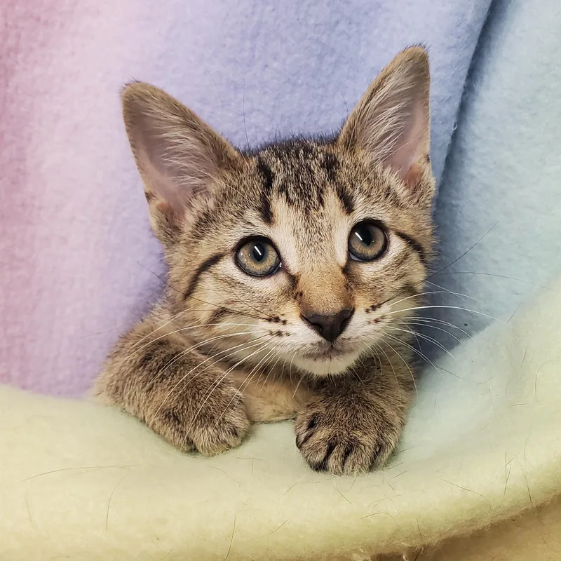 A baby medium-sized female Tabby (Tiger Striped) Domestic Short Hair cat named Pumpkin for adoption in Marseilles, IL