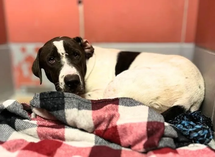 A young large-sized male Pointer dog named A for adoption in Houston, TX