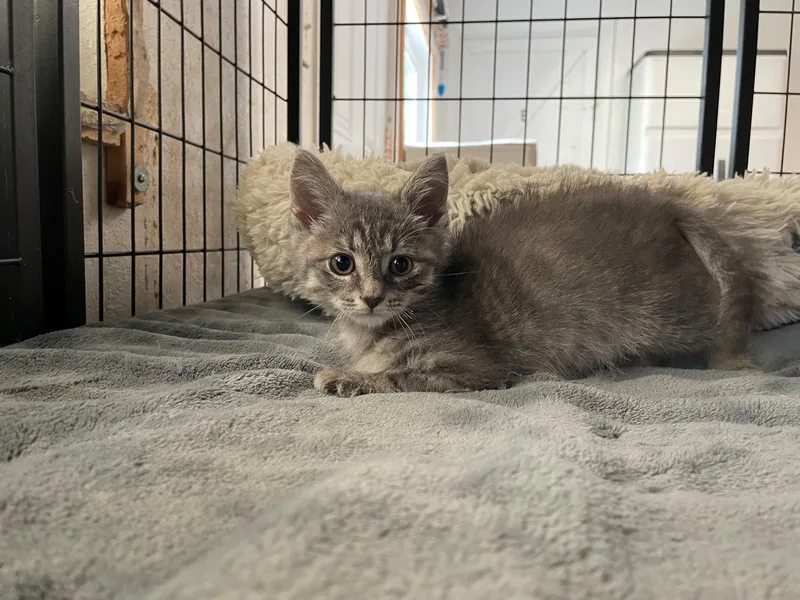 A baby medium-sized female Tabby (Gray / Blue / Silver) Tabby cat named Brielle for adoption in Midway City, CA