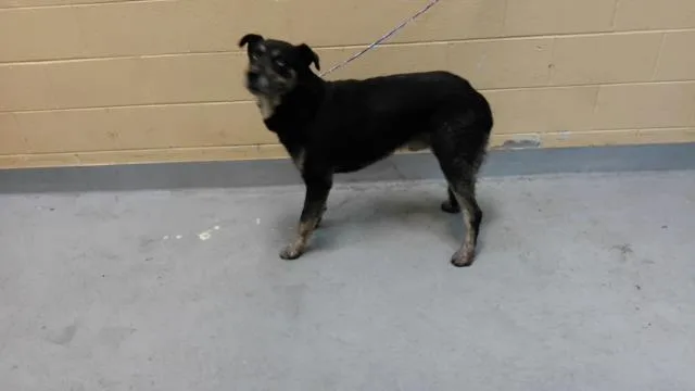 A young large-sized male Rottweiler dog named Tony for adoption in Tulsa, OK