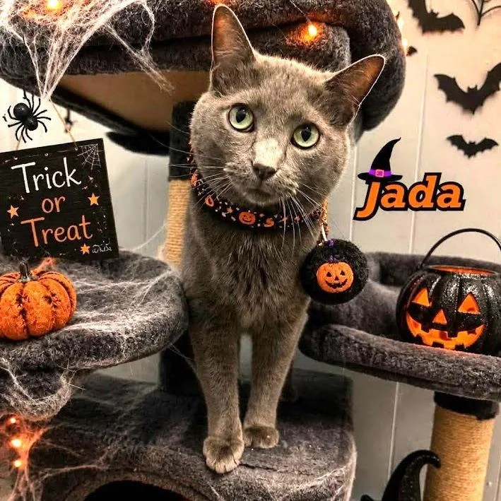 An adult medium-sized female Russian Blue cat named Jada for adoption in South Elgin, IL