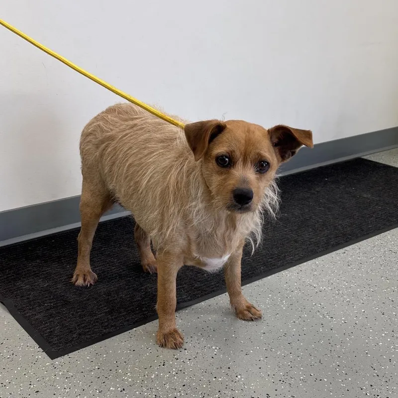 An adult medium-sized female Yellow / Tan / Blond / Fawn Mixed Breed dog named Lady May for adoption in Galax, VA