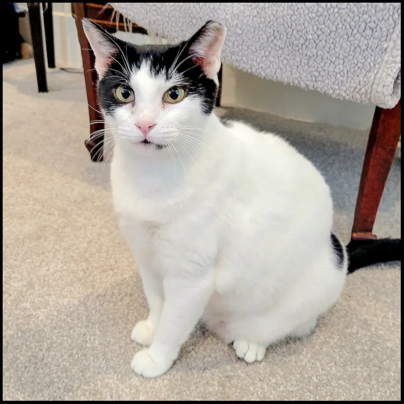 An adult medium-sized female Black & White / Tuxedo Domestic Short Hair cat named Minnie for adoption in Roswell, GA