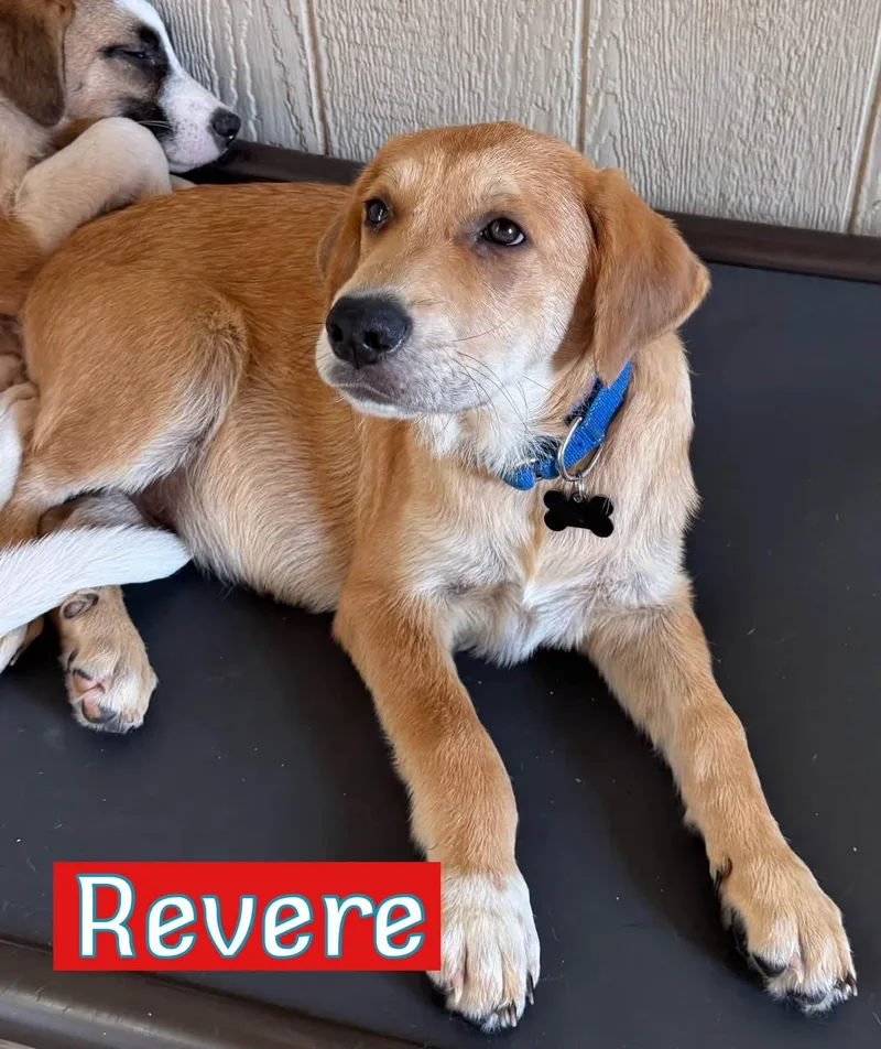 A baby large-sized male Hound dog named Revere for adoption in Keller, TX