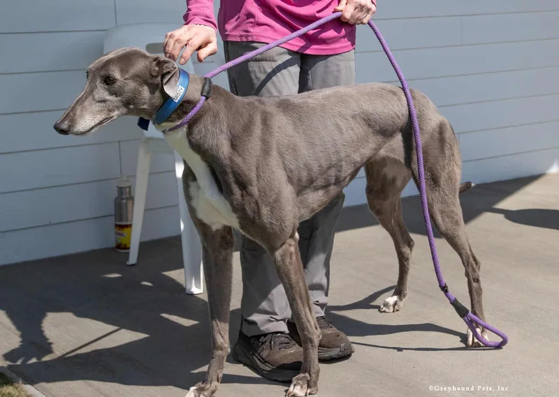 An adult large-sized female Greyhound dog named Misty for adoption in Woodinville, WA