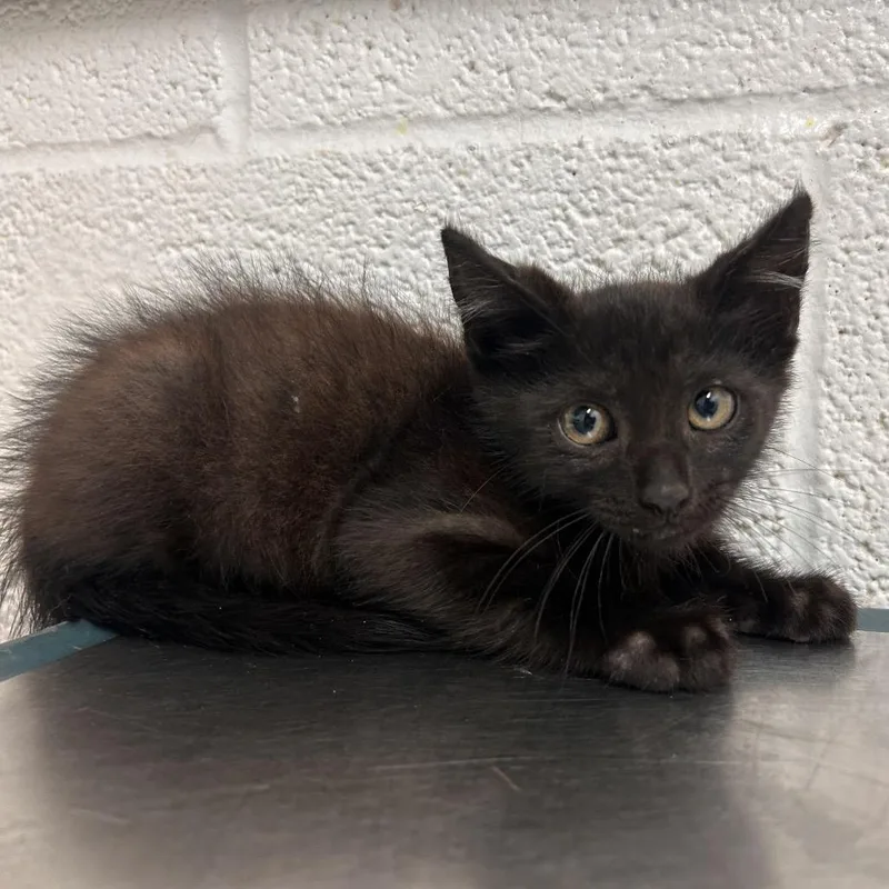 A baby small-sized male Black American Shorthair cat named Sunny for adoption in Edinburg, TX