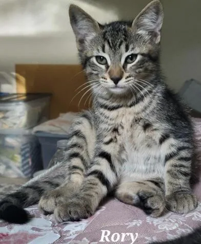 A baby medium-sized male Tabby (Brown / Chocolate) Domestic Short Hair cat named Rory for adoption in Liverpool, TX