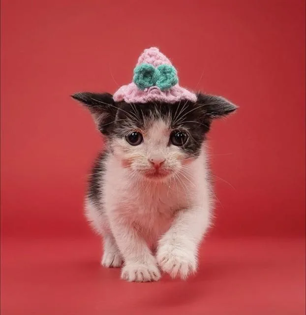 A baby small-sized female Domestic Short Hair cat named Cody for adoption in Miami, FL