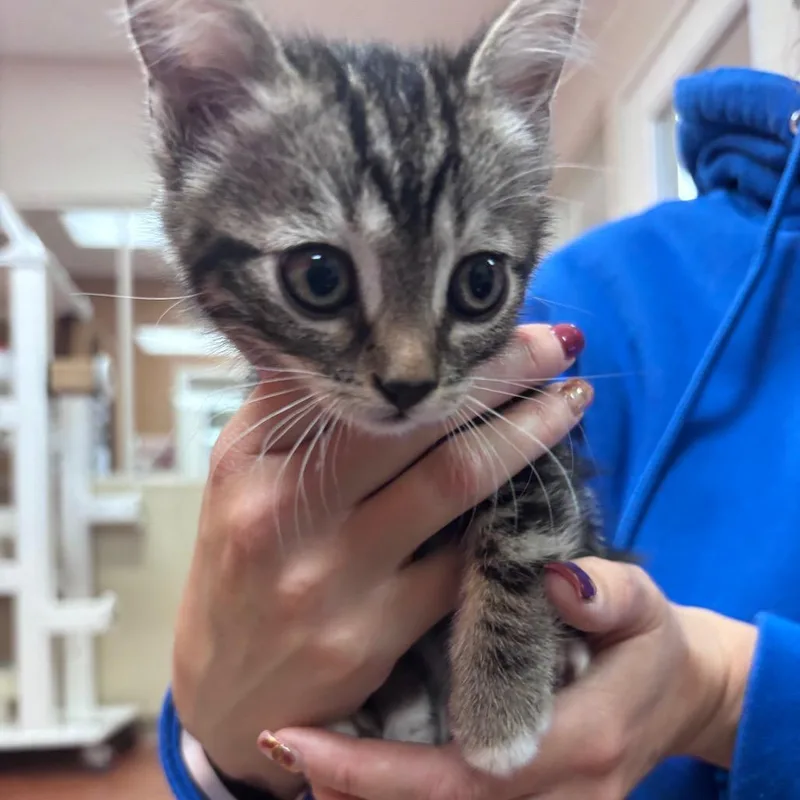 A baby small-sized female Brown / Chocolate Domestic Short Hair cat named Tiki Taka Tippy Taps for adoption in Santa Barbara, CA