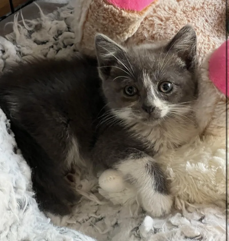 A baby small-sized female Gray & White Domestic Short Hair cat named Ruby for adoption in Los Angeles, CA