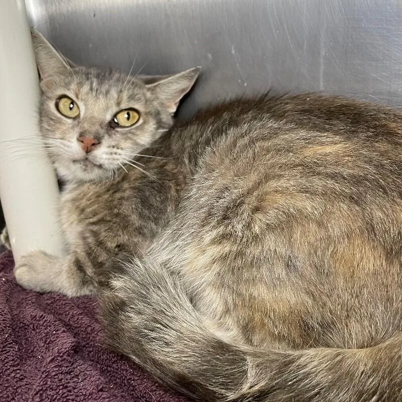 An adult medium-sized female Domestic Short Hair cat named Melantho for adoption in Roanoke, VA