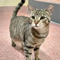 A young small-sized female Brown / Chocolate Domestic Short Hair cat named Spinosaurus for adoption in Briarcliff Manor, NY