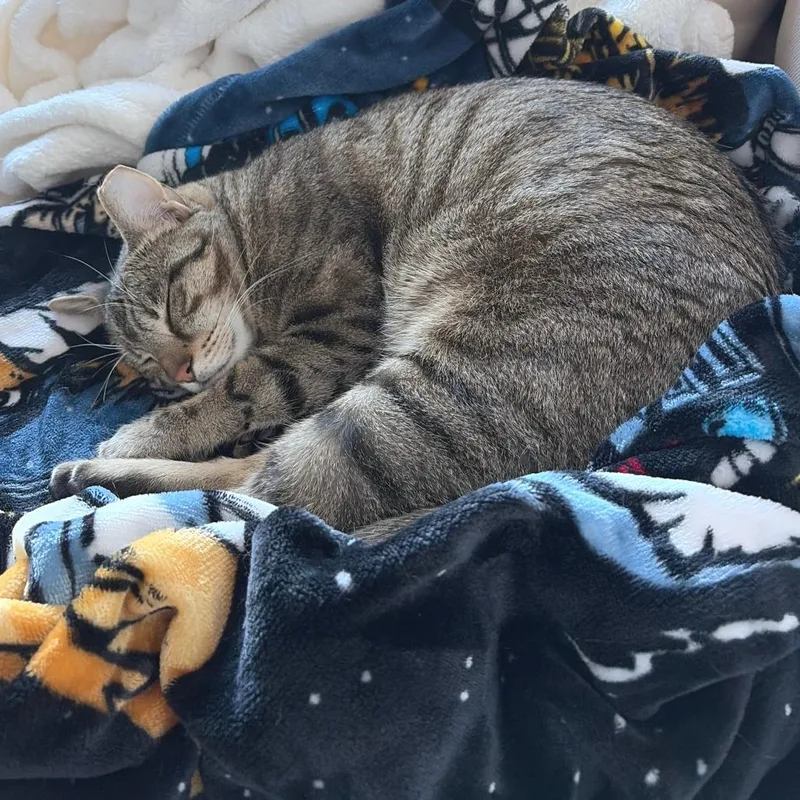 Spinosaurus thumbnail 2