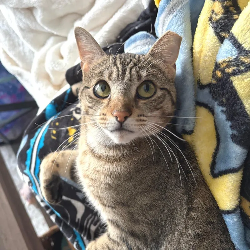 Spinosaurus thumbnail 3