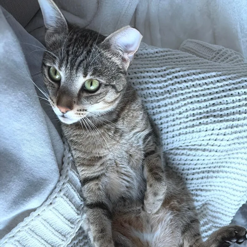 Spinosaurus thumbnail 4