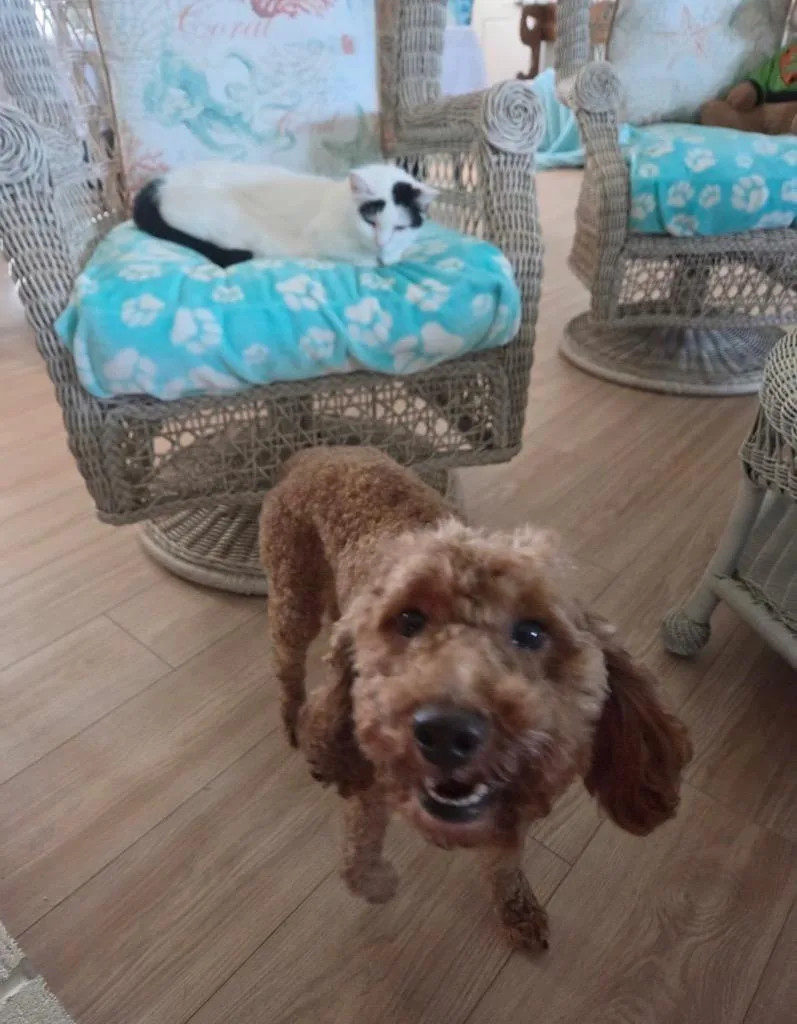 An adult small-sized male Golden Retriever dog named Hugo for adoption in Valparaiso, IN